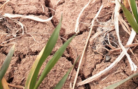 Drought hit field