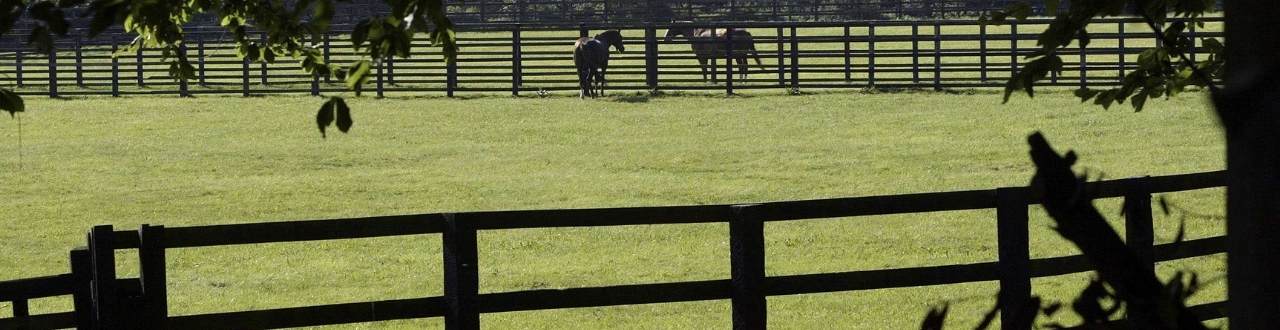 Equine Insurance