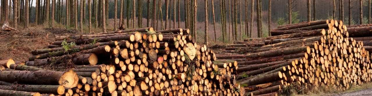 Forestry Insurance