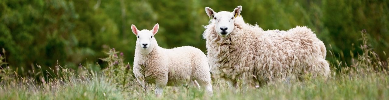 Smallholding Insurance