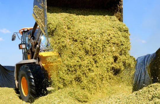 Silage