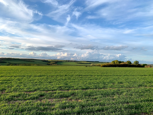 Patchy establishment with uncontrolled blackgrass due to poor autumn drilling conditions