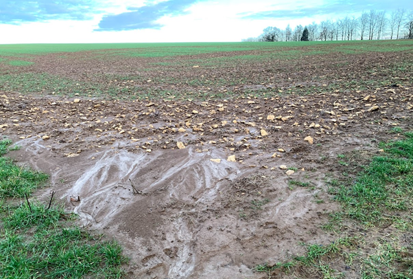 Soil erosion due to poor establishment, compaction and excessive winter rainfall